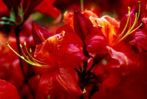 Gibralter red flowers