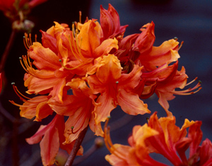 Stonewall Jackson redish-orange flowers