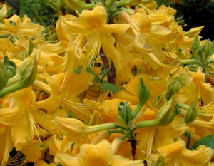 Admiral Semmes yellow flowers
