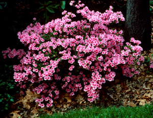 Coral Bells pink flowers