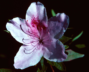 George Lindley Tabor white with purplish-pink flower