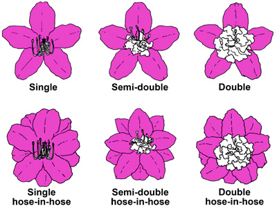 illustration of single, semi-double, double, single hose-in-hose, semi-double-hose-in-hose, and double hose-in-hose flower forms