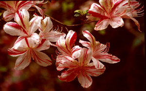 Cinderella white striped with red flowers