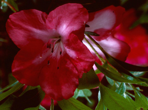 Marian Lee white flowers with a tint of pink and red border