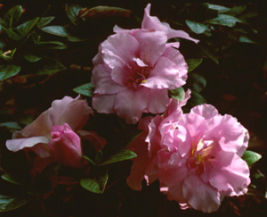 Nancy of Robin Hill light pink flowers