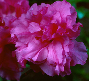 Anna Kehr hot pink flower
