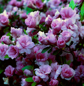 Rosebud purplish-pink flowers