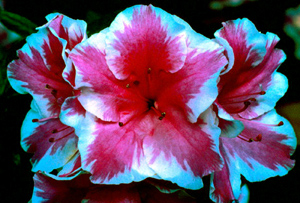 Janet Rhea fuchsia flowers with white edges