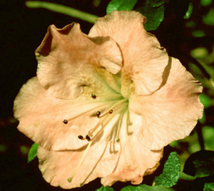 Beth Bullard yellowish-pink flower