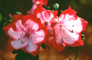 Fascination pinkish-white flowers with deep-red borders