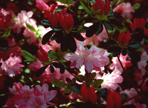 Hampton Beauty pink flowers