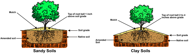 illustrated diagram of proper planting depths. In sandy soils, the top of the root ball should be 1 inch above the soil grade and covered with mulch. In clay soil, the top of the root ball should be 2 to 4 inches about the soil grade and covered in mulch.