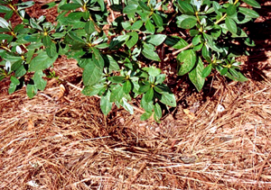 Pine straw mulch