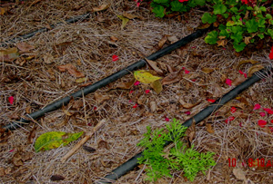 Drip irrigation pipes