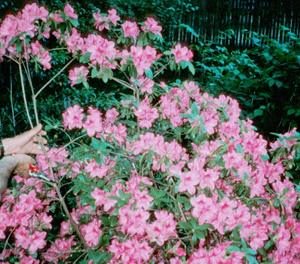 photo showing an azalea with flowers being pruned.