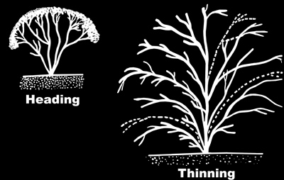 Illustration showing the difference between heading and thinning