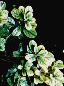 Iron chlorosis sympoms on leaves