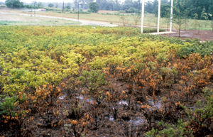 Azaleas in poorly-drained soil.