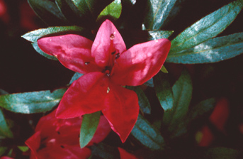 Star-shaped flower petals