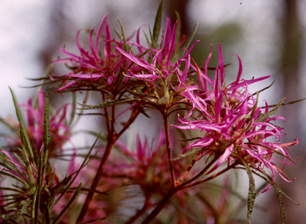 Spider-like flower petals