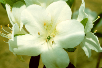 round petal flower petals