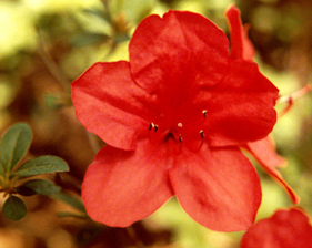 Red self flower petals
