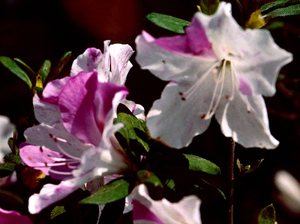 Sectored flower petals