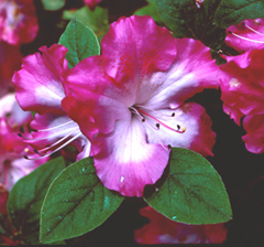 AZALEA pink ruffles - Covingtons