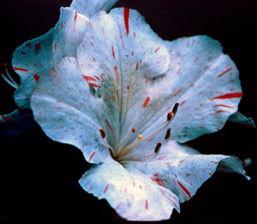 Flecked and/or striped flower petals