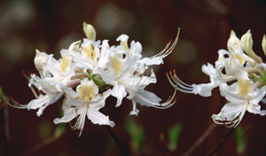 Alabama azalea white flowers