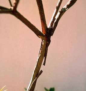 Bark on stem splitting from freeze.