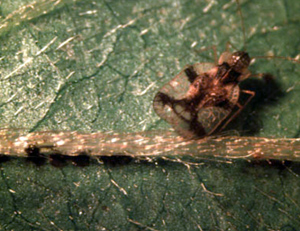 Azalea lace bug on leaf