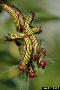 Azalea caterpillars