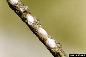 Azalea bark scale on stem