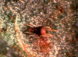 magnified Southern red mite on leaf