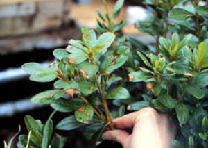 Leaves damaged by azalea leaf miner