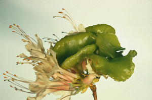 Azalea leaf gall