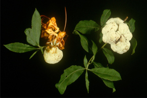 Azalea leaf galls