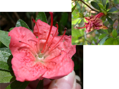 Azalea flowers affected by petal blight