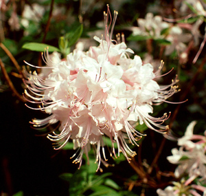 Piedmont azalea light pink flowers