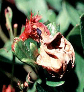 Azalea petal blight sclerotia