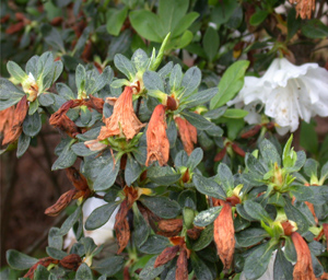 Flowers injured by freeze