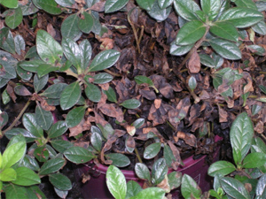 Leaves with Rhizoctonia web blight