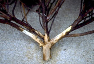 Phytophthora root rot on roots causes them to be black.