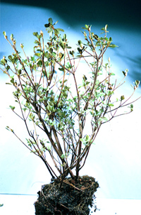 Azalea plant with poor root growth