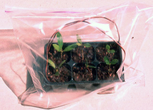 plastic zip bag over transplants