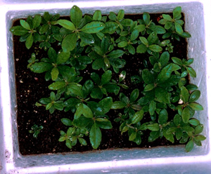 Flat of rooted cuttings