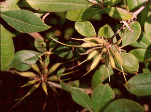 Azalea seed pods