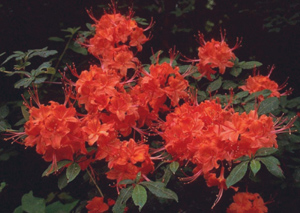 Flame azalea red flowers