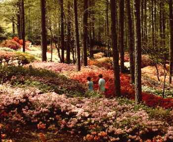 Azaleas in bloom at Callaway Gardens